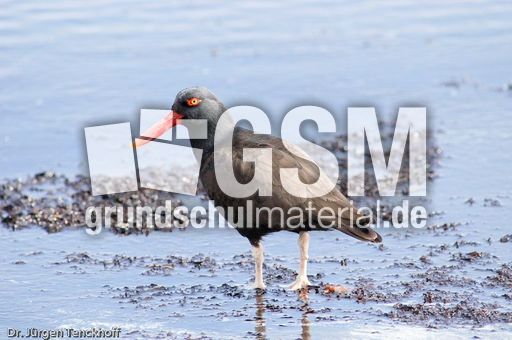 Schwarzer Austernfischer (9 von 14).jpg